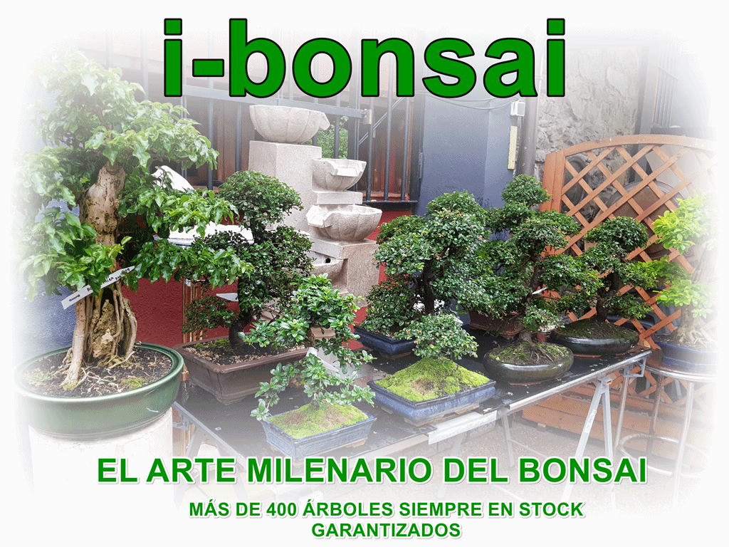 fernado@i-bonsai.es