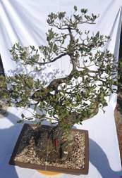 fotoweb perennes.jpg