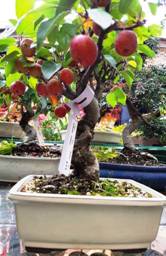 fotoweb flor fruto.jpg