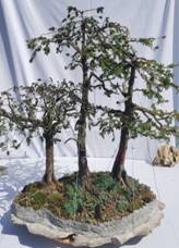 fotoweb paisajes.jpg